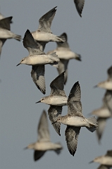 David Plant Photography - Wildlife Photography - Knot - U